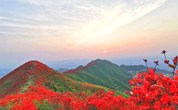 贵州黄平谷陇镇大高山映山红闪亮登场"五一"游人如画境
